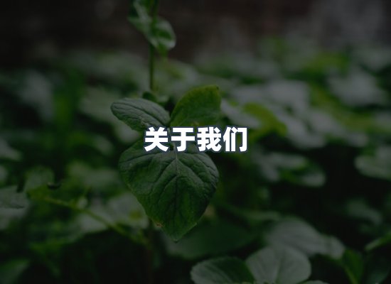 关于我们